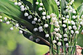 Pourquoi le muguet le 1er mai ?