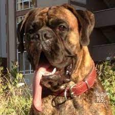 satilik boxer yavrulari club k9 kopek ciftligi ve binicilik merkezi boxer kopek binicilik