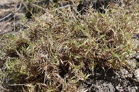 Image result for Urochloa serrata