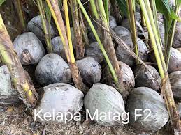 Смотреть video ladang kelapa matag скачать mp4 360p, mp4 720p. Kelapa Matag F2 5kaki New Hock Thai Nursery Sdn Bhd Facebook