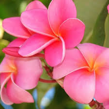 Image result for Plumeria rubra