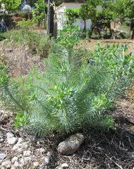 Image result for Cephalocroton mollis