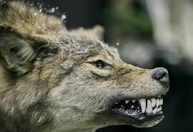 Wild Wolves White Wolf The Last Wild Wolves In British Columbia S Great Bear Rain Wolf Pictures Wolf Photos Wild Dogs