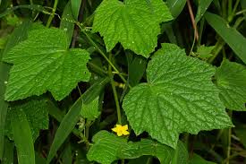 Image result for Oreosyce africana