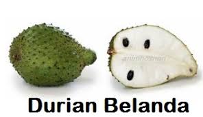 Tanaman binahong konon berasal dari korea dan menyebar keberbagai negara di asia termasuk indonesia. Anim Agro Technology Durian Belanda Hebat Khasiatnya