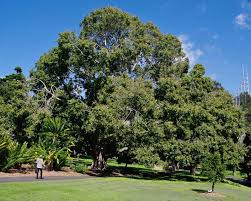 Image result for Ficus virens