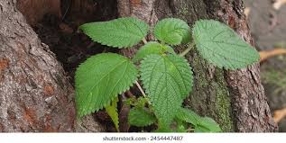 Image result for Boehmeria nivea