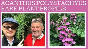 Image result for Acanthus polystachyus