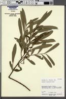 Image result for Artabotrys likimensis