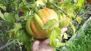 Cand se planteaza rasadurile by cartiagricole on februarie 12, 2015 in cultura plantelor. Cum Se Cresc Rosiile Sfaturi Pentru O Cultura Bogata Mananca Bio