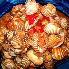Kerang ini mampu hidup walaupun ada beberapa cara memasak kerang dara agar menjadi semakin nikmat dikonsumsi. Kerang Dara Masak Pedas