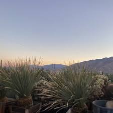 57590 twentynine palms highway, yucca valley, ca 92284, usa. Cactus Mart 261 Photos 127 Reviews Nurseries Gardening 49889 29 Palms Hwy Morongo Valley Ca Phone Number Yelp