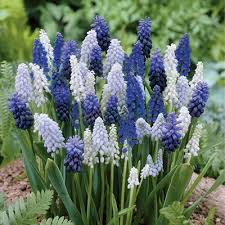 Muscari comosum) is a perennial bulbous plant. Delft Blue Grape Hyacinth Bulbs Mix Muscari Armeniacum High Country Gardens