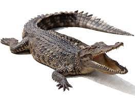 Buy Alligator Meat Buy Alligator Cheek Meat Alligator Tenderloin Alligator Sirloin Alligator Ribs Gator Meat Alligator