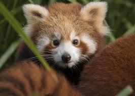 Red Panda Symbio Wildlife Parksymbio Wildlife Park