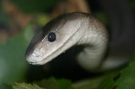 Die schwarze mamba ist damit nach der königskobra die zweitlängste giftschlange der welt. Schwarze Mamba Dendroaspis Polylepis Tiere Giftschlangen Goruma