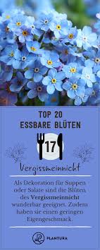Unsere Top 20 Essbaren Bluten Essbare Blumen Essbare Bluten Vergissmeinnicht