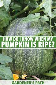 Tendrils wrap around stems or stakes as the plant grows. How Do I Know When My Pumpkin Is Ripe Gardener S Path