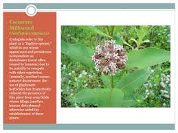 Image result for Asclepias graminifolia