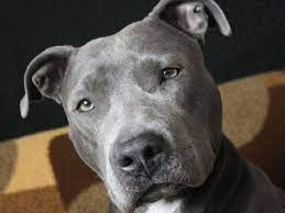 american staffordshire terrier terrier beautiful dogs best dogs