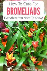 Bromeliad Plant Care How To Grow Bromeliad House Plants Bromeliads Plant Care Bromeliads Landscaping