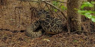 Image result for photo of people in church with rattlesnakes