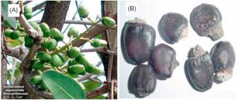 Image result for Anacardium