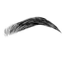 Collection Of Eyebrows Eyebrows Png Png Download Transparent Png Image Eyebrow Images Blurred Background Photography Png Images For Editing