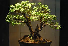 Under florida law, driving under the influence (dui) of alcoholic … Mengenal Bonsai Rukem Flacoutia Indica Vs Flacourtia Rukam Dan Bagaimana Cara Perawatannya Bakasura Cendekia