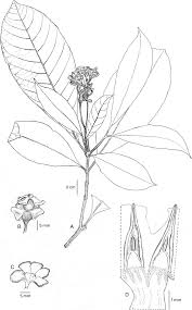 Image result for Voacanga chalotiana