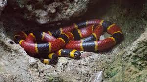 Maybe you would like to learn more about one of these? Here Are The States Where It S Legal To Kill Snakes