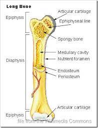 For any future readers with this issue, each. Cross Section Of A Long Bone Solved Bone Tissue Epiphysis End Of A Long Bone Longitu Chegg Com Ends Epiphyses At The Ends Of The Long Bone The Cortex Is