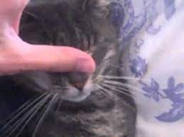 How To Make Your Cat Yawn Youtube