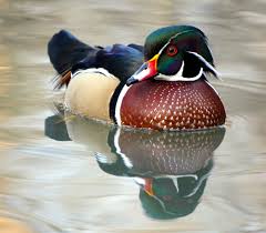نتیجه جستجوی لغت [canard] در گوگل