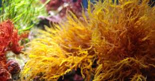 Dputt88 S 30 Gal Macro Aglae Cube Page 4 Saltwater Tank Nano Tank Reef Tank