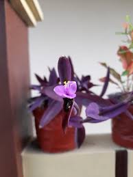Image result for Tradescantia pallida