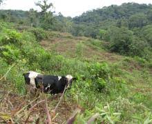 cattle ranching in the amazon region