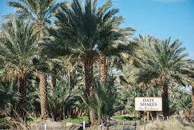 Date Tasting In Palm Desert And How We Discovered The Incredible Date Shake Garden Collage Magazine The Incredibles Palm Desert California Travel