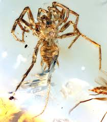 Flying insects may be small creatures but are a good example of a successful adaptation theory, having survived all conditions. Spiderlike Creature With A Scorpion S Tail Is Found Trapped In Amber The New York Times