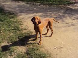 We love our vizslas as if they were our children, while. Wirehaired Vizslas Hungarian Vizsla Forums
