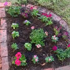 Planted These In The Front Yard Picked These Out At Mcdonald S Garden Center Garden Center Plants Front Yard
