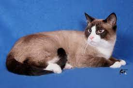 18 Snowshoe Cats Ideas Snowshoe Cat Cats Cats And Kittens