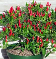 Cara Agar Cabe Berbuah Lebat Kebun Sayur Perkebunan Sayur Menanam Sayuran