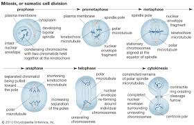Mitosis Definition Stages Diagram Facts Britannica