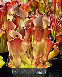 Image result for Tephrosia aequilata