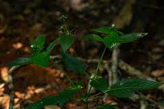Image result for Pentas micrantha