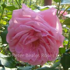 America climber is just what you need. Coral Dawn Climbing Rose Peter Beales Roses The World Leaders In Shrub Climbing Rambling And Standard Classic Roses
