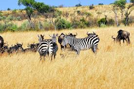 Oferte de 1 mai 2019 vacante speciale prin care tu sa te bucuri de ziua libera de 1 mai. Circuit Africa De Sud 2019 Vacanta De Paste Si 1 Mai South Africa