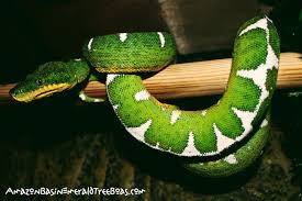 Learn More About Amazon Basin Emerald Tree Boas Snake Country