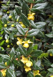 Image result for Berberis verruculosa
